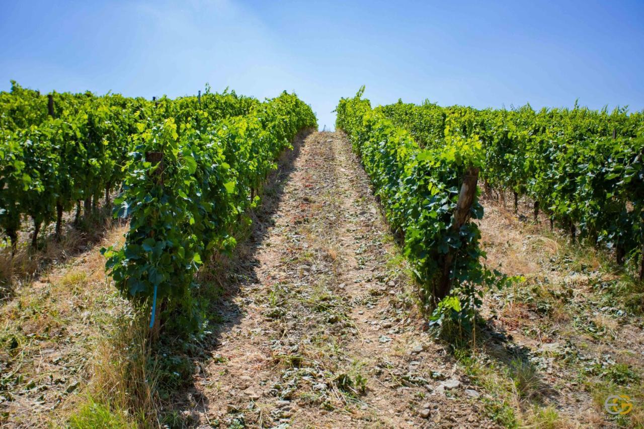 Terre Di Melazzano - Le Case Di Patrizia Greve in Chianti Exteriör bild